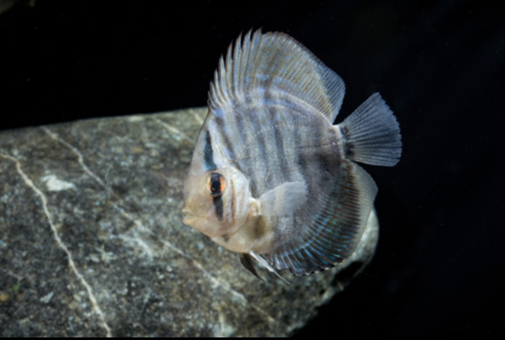 * Blue Turquoise Discus *LOCAL ONLY, NO OUT OF STATE SHIPPING