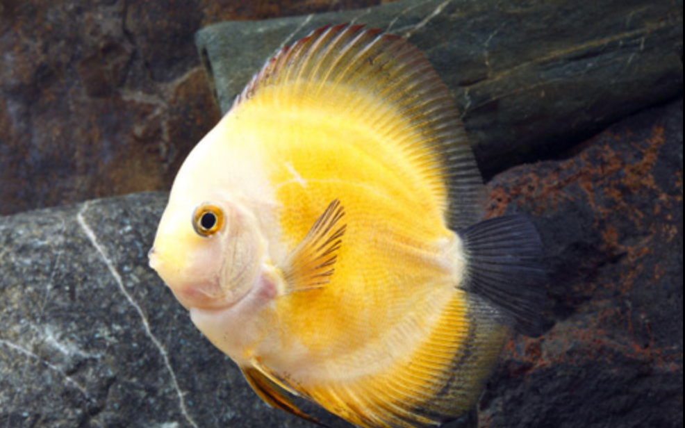 * Yellow Marlboro Discus *LOCAL ONLY, NO OUT OF STATE SHIPPING