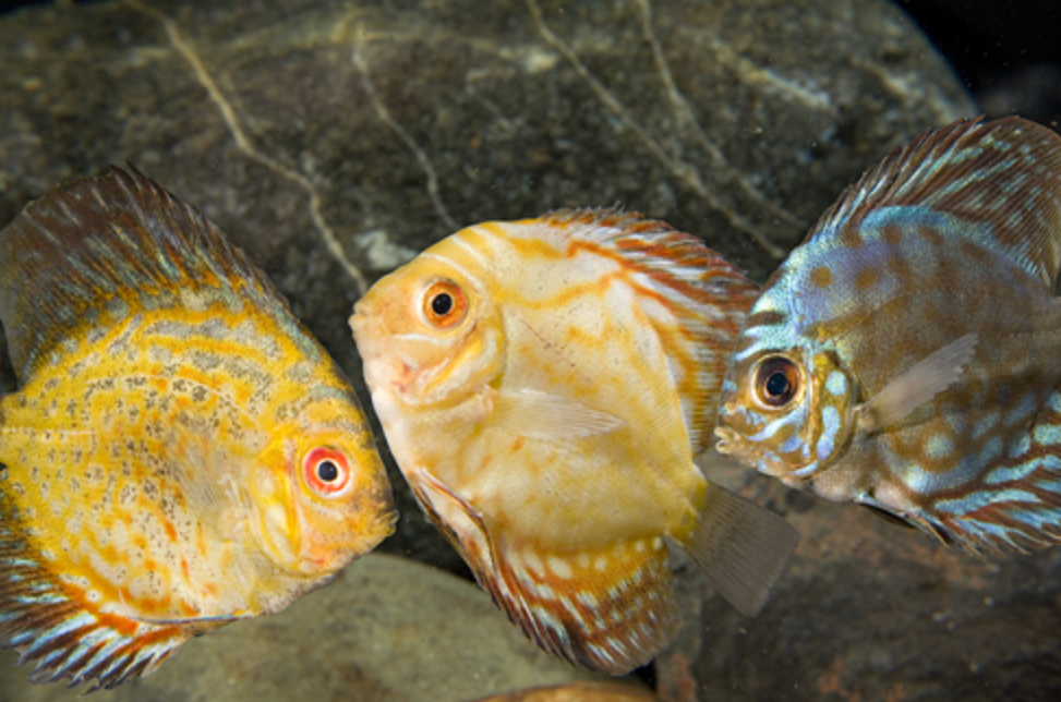 * Assorted Discus *LOCAL ONLY, NO OUT OF STATE SHIPPING