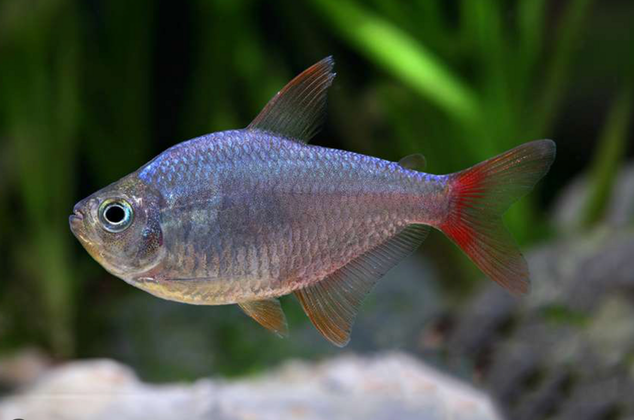* Red & Blue Colombian Tetra *LOCAL ONLY, NO OUT OF STATE SHIPPING