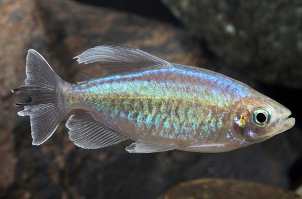 * Congo Tetra *LOCAL ONLY, NO OUT OF STATE SHIPPING