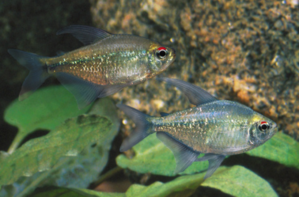 * Diamond Tetra *LOCAL ONLY, NO OUT OF STATE SHIPPING