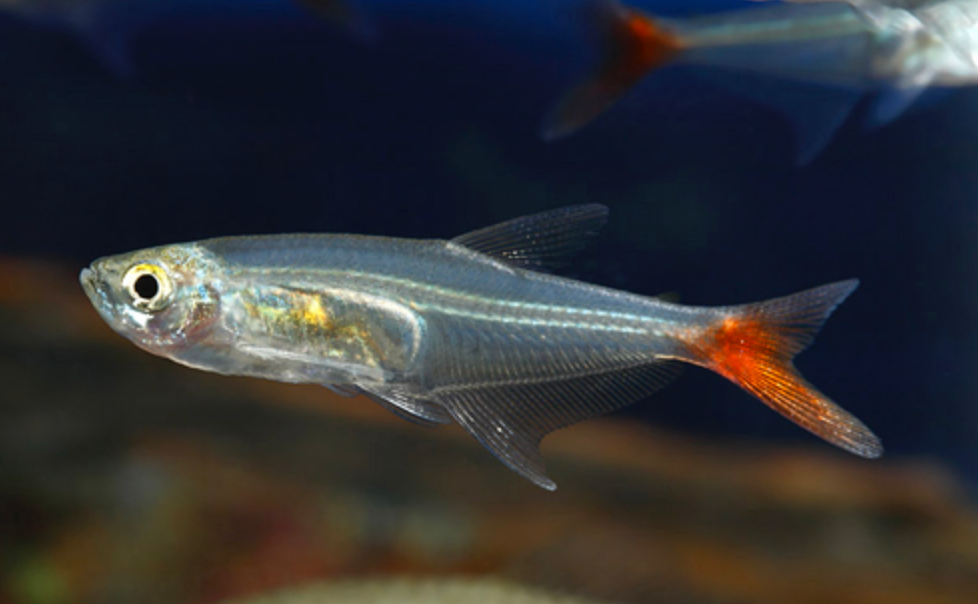 * Glass Bloodfin Tetra *LOCAL ONLY, NO OUT OF STATE SHIPPING