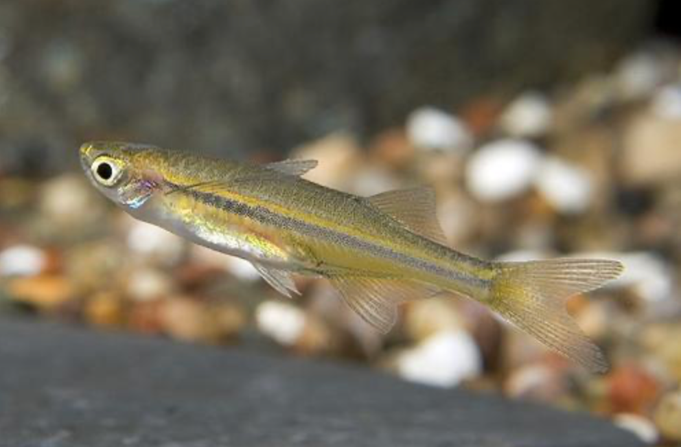 * Orange Hatchet Danio *LOCAL ONLY, NO OUT OF STATE SHIPPING