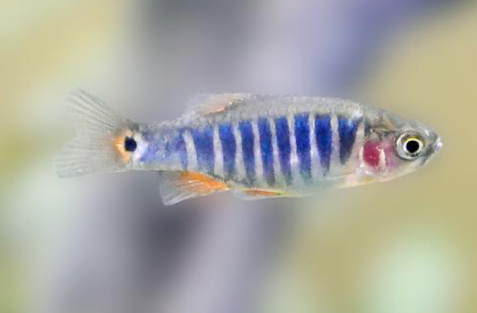 * Micro Tiger Rasbora *LOCAL ONLY, NO OUT OF STATE SHIPPING