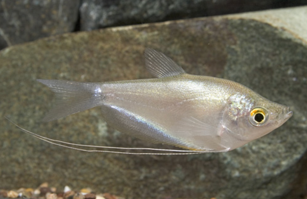 * Moonlight Gourami *LOCAL ONLY, NO OUT OF STATE SHIPPING
