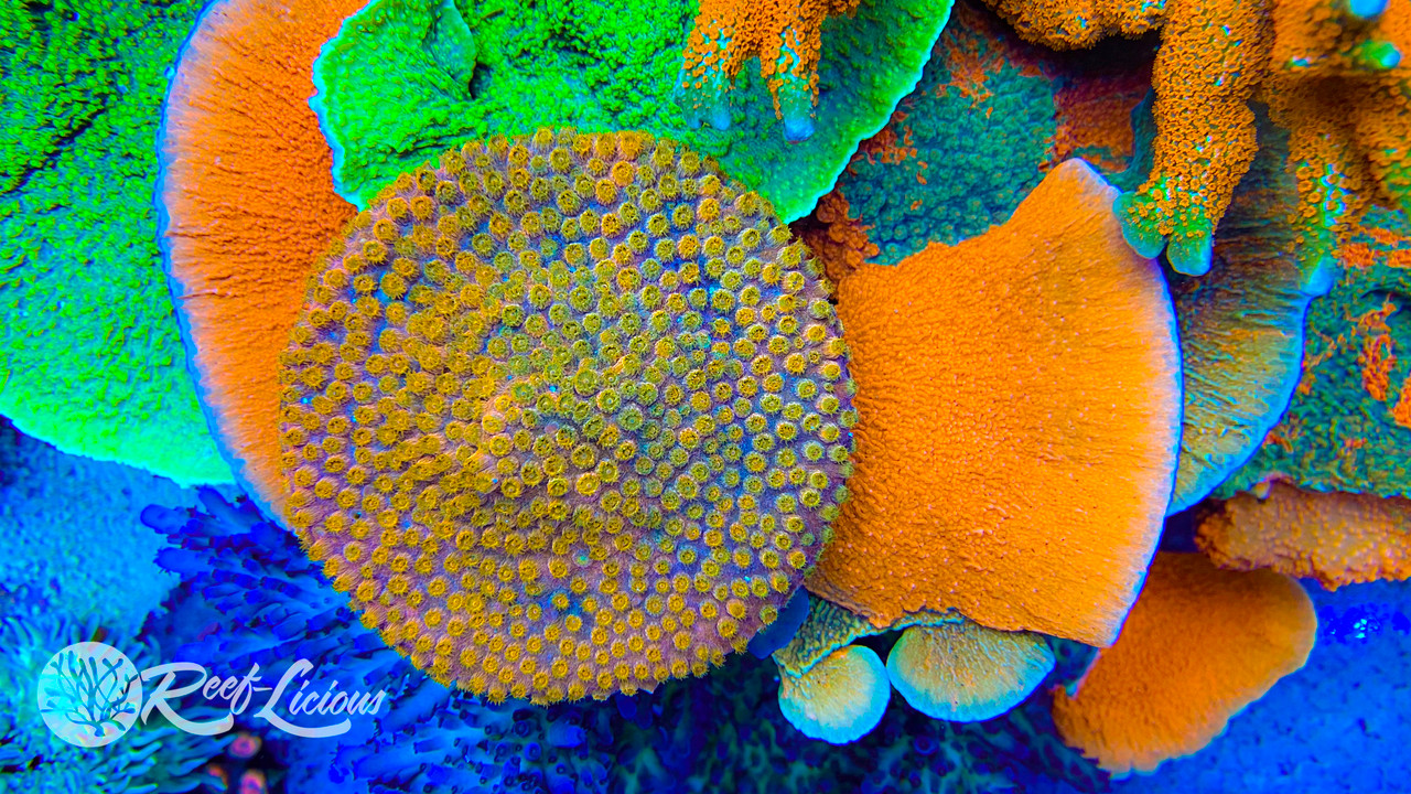 # Copperhead Cyphastrea