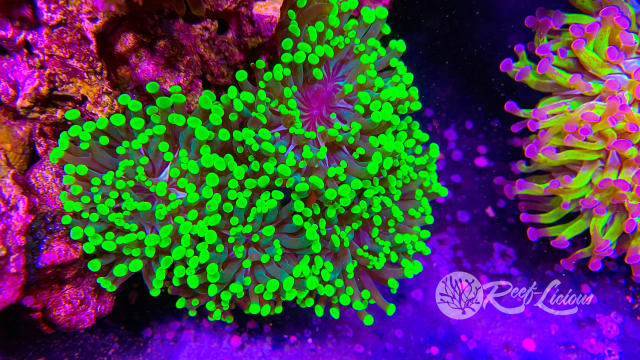 # Fiesta Green Torch