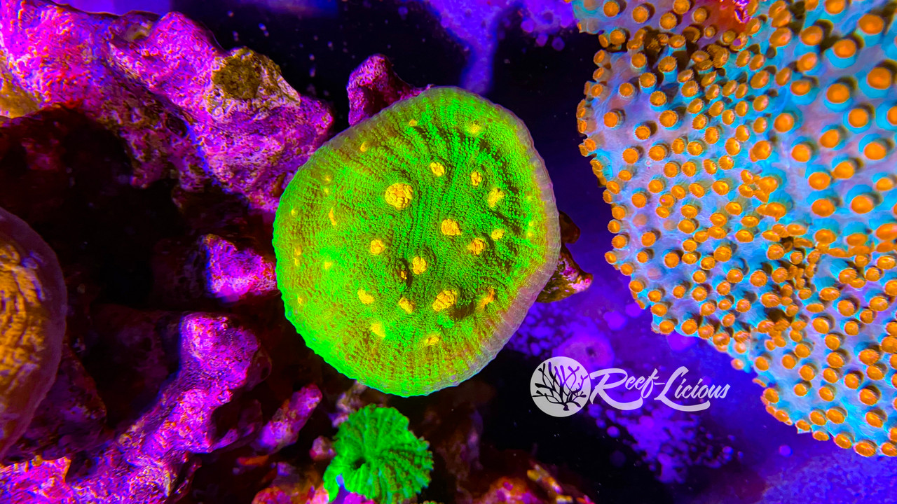 # Space Invader Chalice