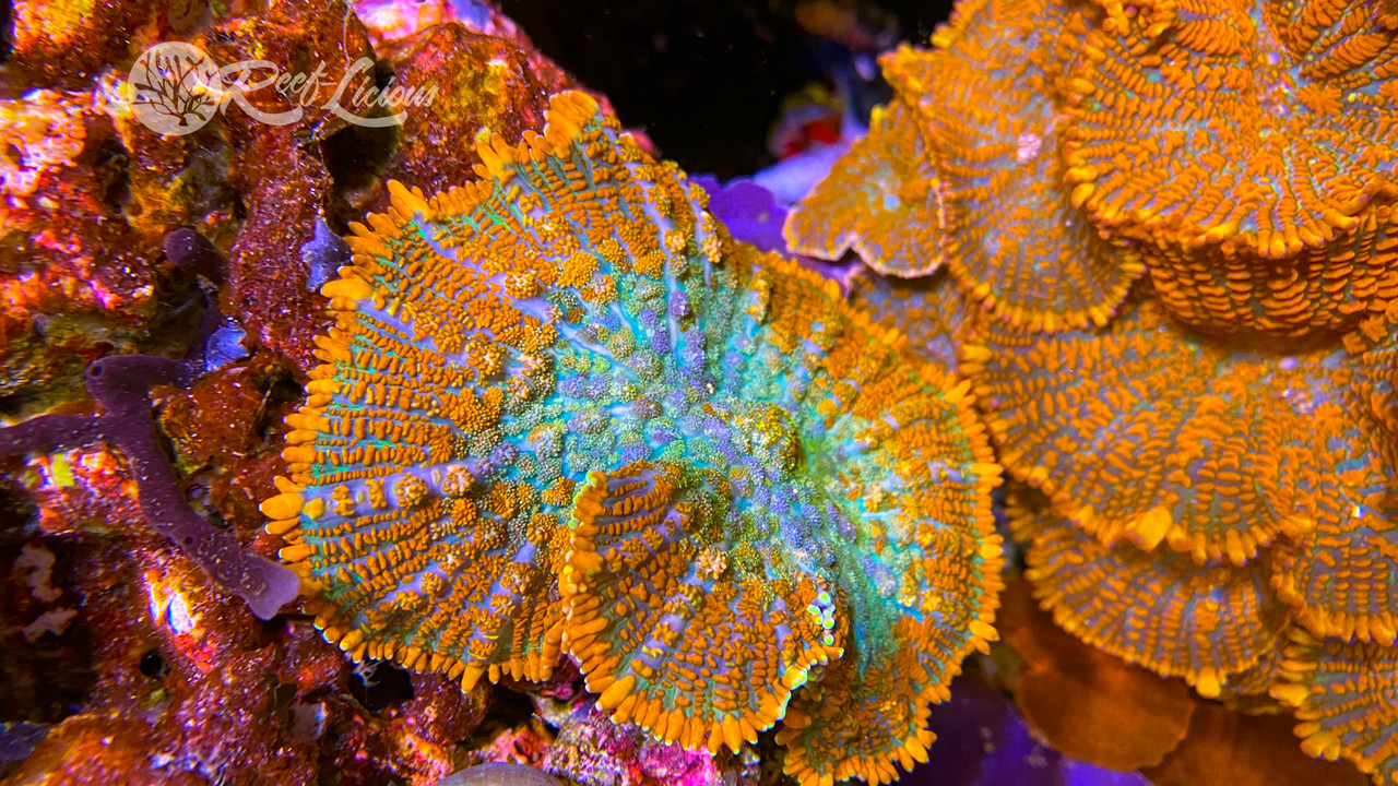 # Ultra Orange Turquoise Rhodactis Shroom