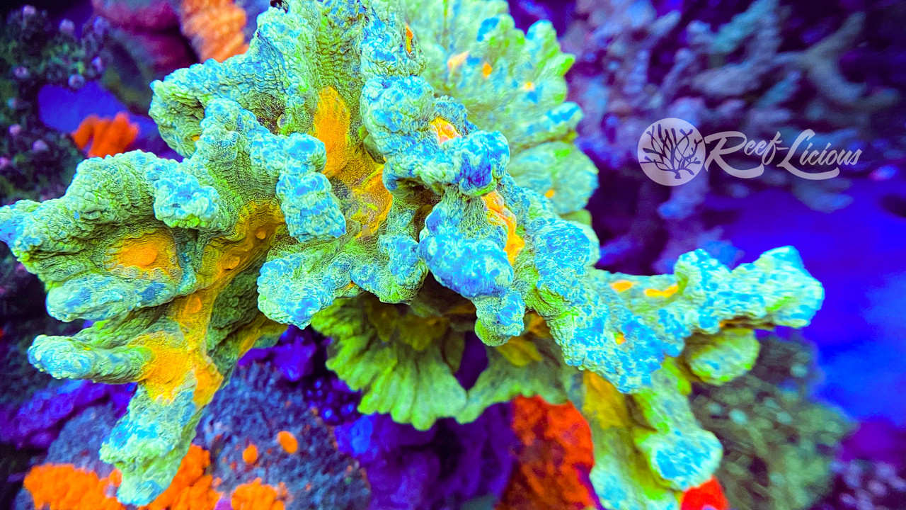 # Space Invader Pectinia