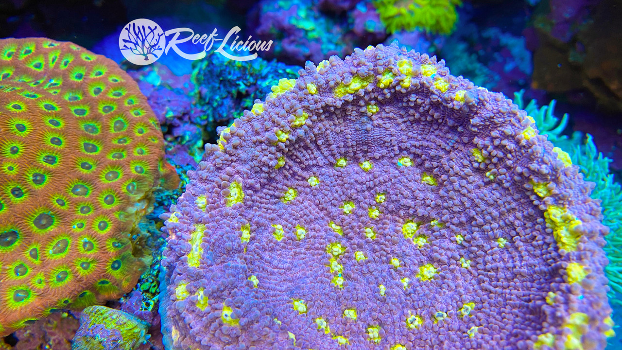 # Easter Egg Chalice