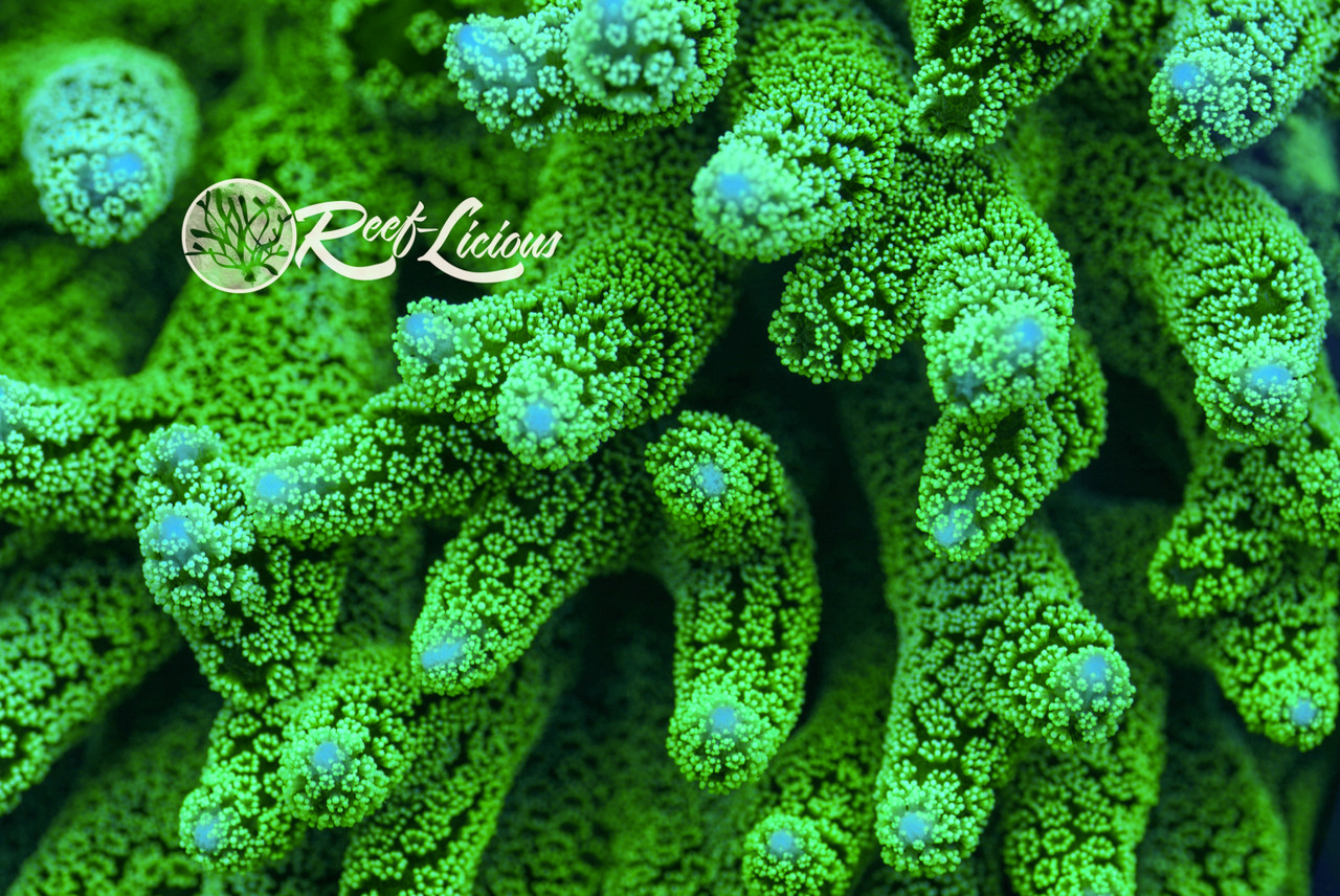 # Neon Green Birdnest