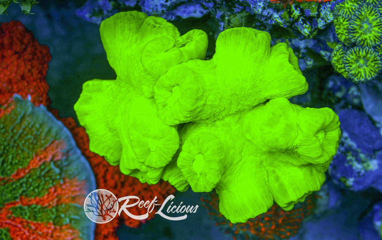 # Kryptonite Candy Cane