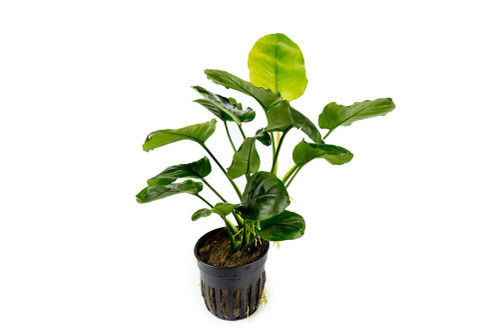 Anubias Barteri Round 'Golden Coin'