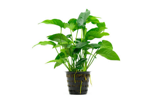 Anubias Barteri Striped Mother Pot