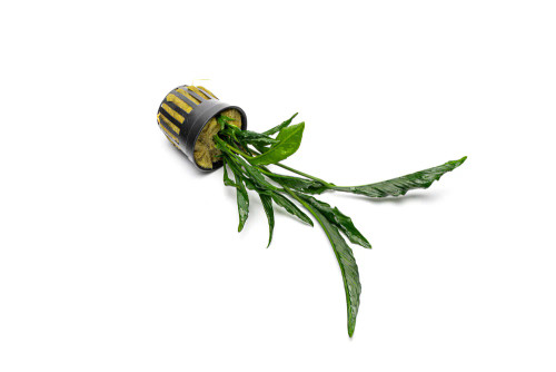 Anubias Heterophylla Supernova