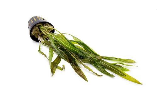 Cryptocoryne Balansae