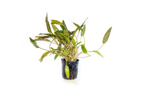 Cryptocoryne Mioya
