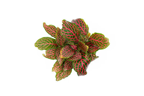 Fittonia Albivenis Red (Terrarium)