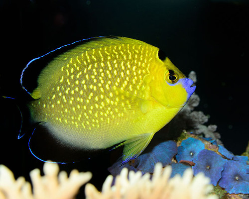 + Goldflake Angel *PLEASE CONTACT FOR AVAILABILITY BEFORE ORDERING