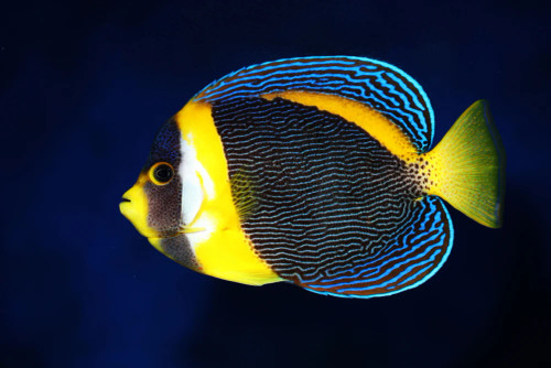 + Scribbled Angel: Male *PLEASE CONTACT FOR AVAILABILITY BEFORE ORDERING
