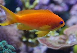 + Orange (Blue Eye) Anthias: Female