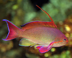 + Orange (Blue Eye) Anthias: Male