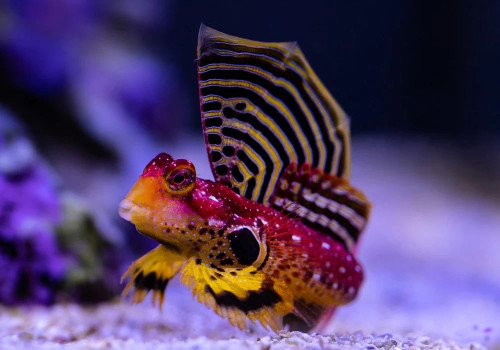 + Ruby Red Dragonette Blenny *PLEASE CONTACT FOR AVAILABILITY BEFORE ORDERING