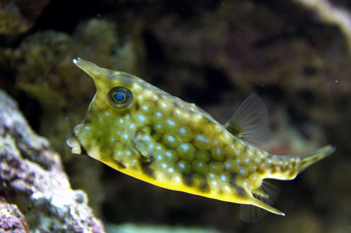+ Longhorn Cowfish