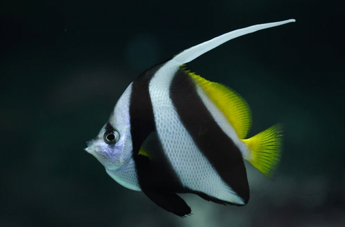 + Black & White Heniochus