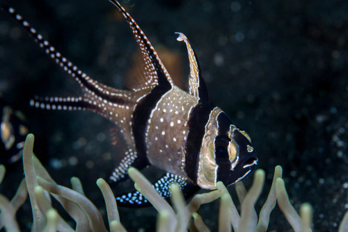 + Banner (Banggai) Cardinal: Captive Bred *PLEASE CONTACT FOR AVAILABILITY BEFORE ORDERING