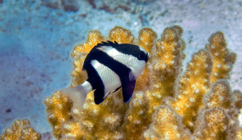 + Three Stripe Damselfish