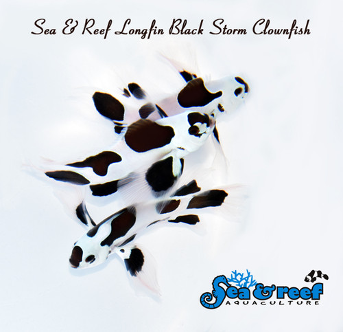 + Longfin Black Storm Clownfish