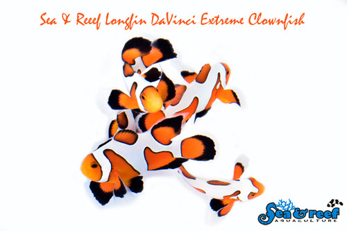 + Longfin DaVinci Extreme Clownfish