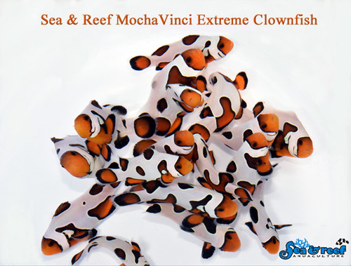 + MochaVinci Extreme Clownfish
