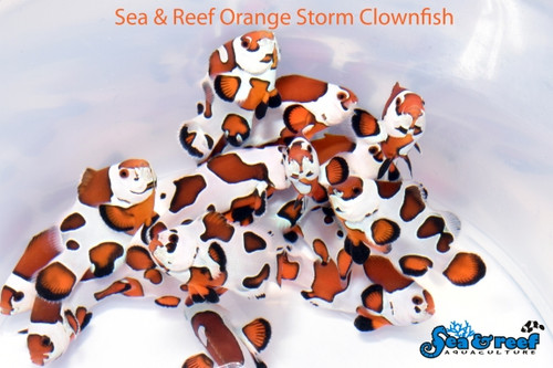 + Orange Storm Clownfish