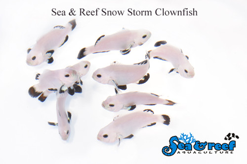 + Snow Storm Clownfish