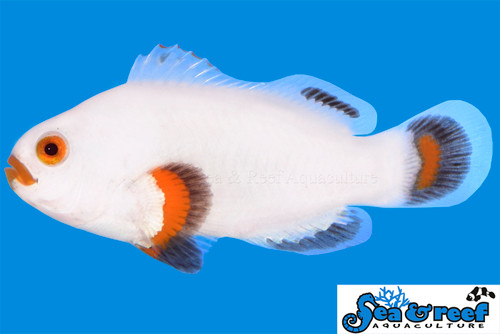 + Tangerine Solar Storm Clownfish *PLEASE CONTACT FOR AVAILABILITY BEFORE ORDERING