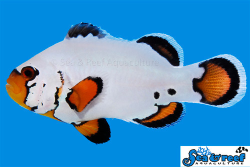 + Flurry Clownfish *PLEASE CONTACT FOR AVAILABILITY BEFORE ORDERING