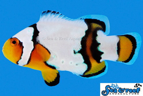 + Snow Onyx Clownfish