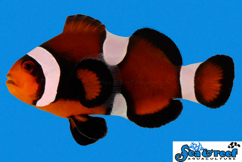 + Maine Mocha Clownfish