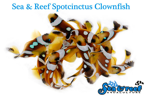 + Spotcinctus Clownfish