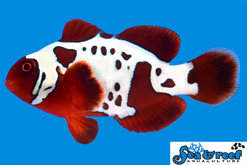 + Gold Lightning Maroon Clownfish