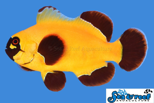 + Gold Nugget Maroon Clownfish