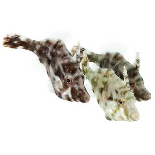 + ORA Aiptasia Eating Filefish: Captive Bred *PLEASE CONTACT FOR AVAILABILITY BEFORE ORDERING