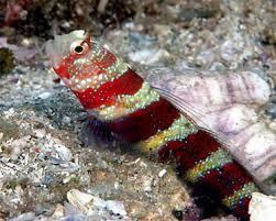 + Bumblebee Goby