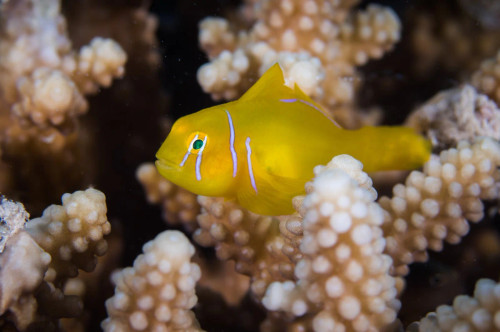 + Citron Clown Goby