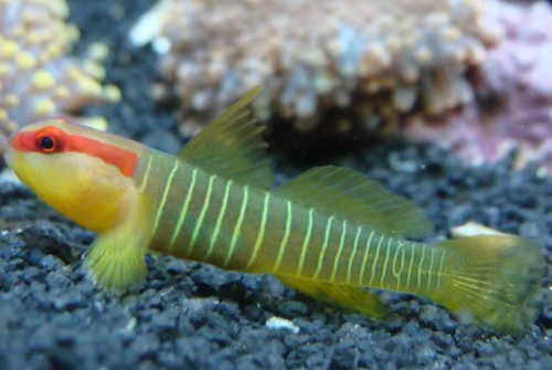 + Green Banded Goby *PLEASE CONTACT FOR AVAILABILITY BEFORE ORDERING