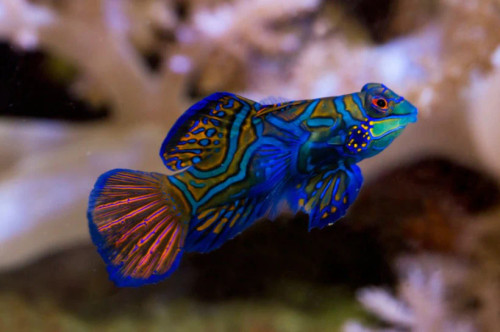 + Green Mandarin Dragonet: Female *PLEASE CONTACT FOR AVAILABILITY BEFORE ORDERING